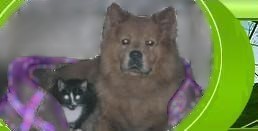Сан Саныч - Собака Лоренца и его подруга Миу-Миу